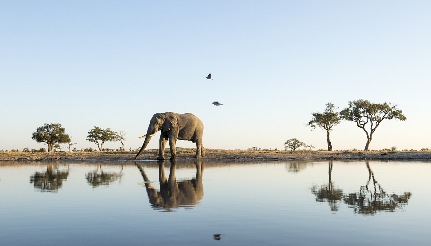 African elephant at a watering hole in Chobe Nation Park, Botswana 