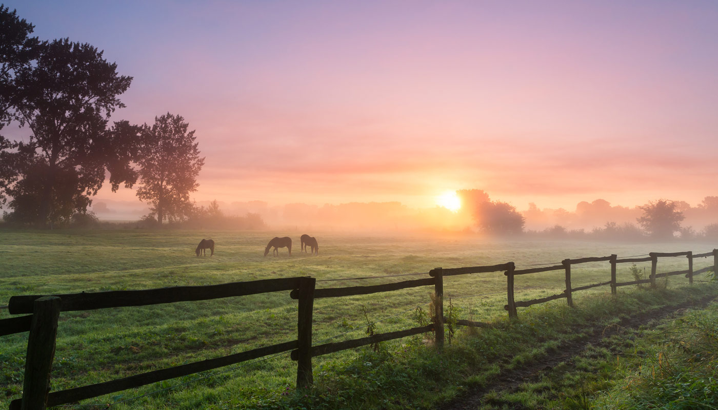 Foggy morning sunrise on ranch with horses grazing