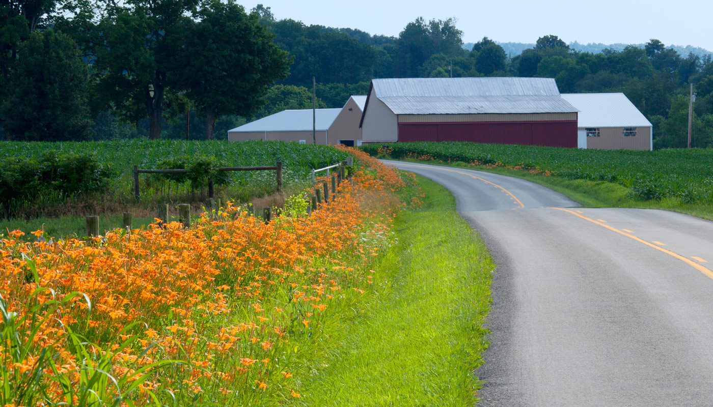 Country road lined with lilies and a Farm in Kentucky