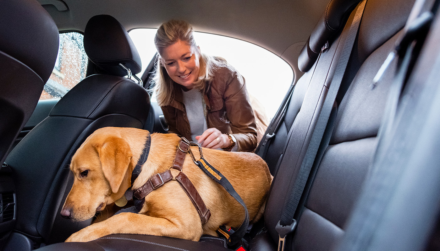 Woman attaching her dog's harness to a seat belt in back seat of car