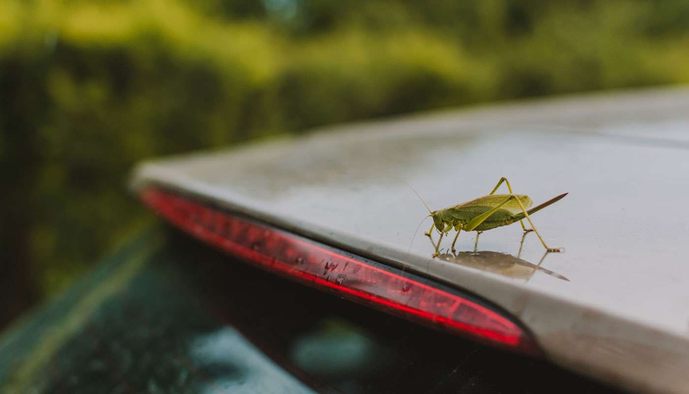 grasshopper on car
