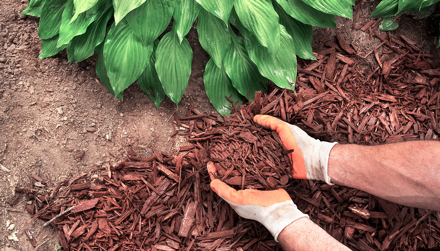 Gloved hands spreading mulch under hosta plants