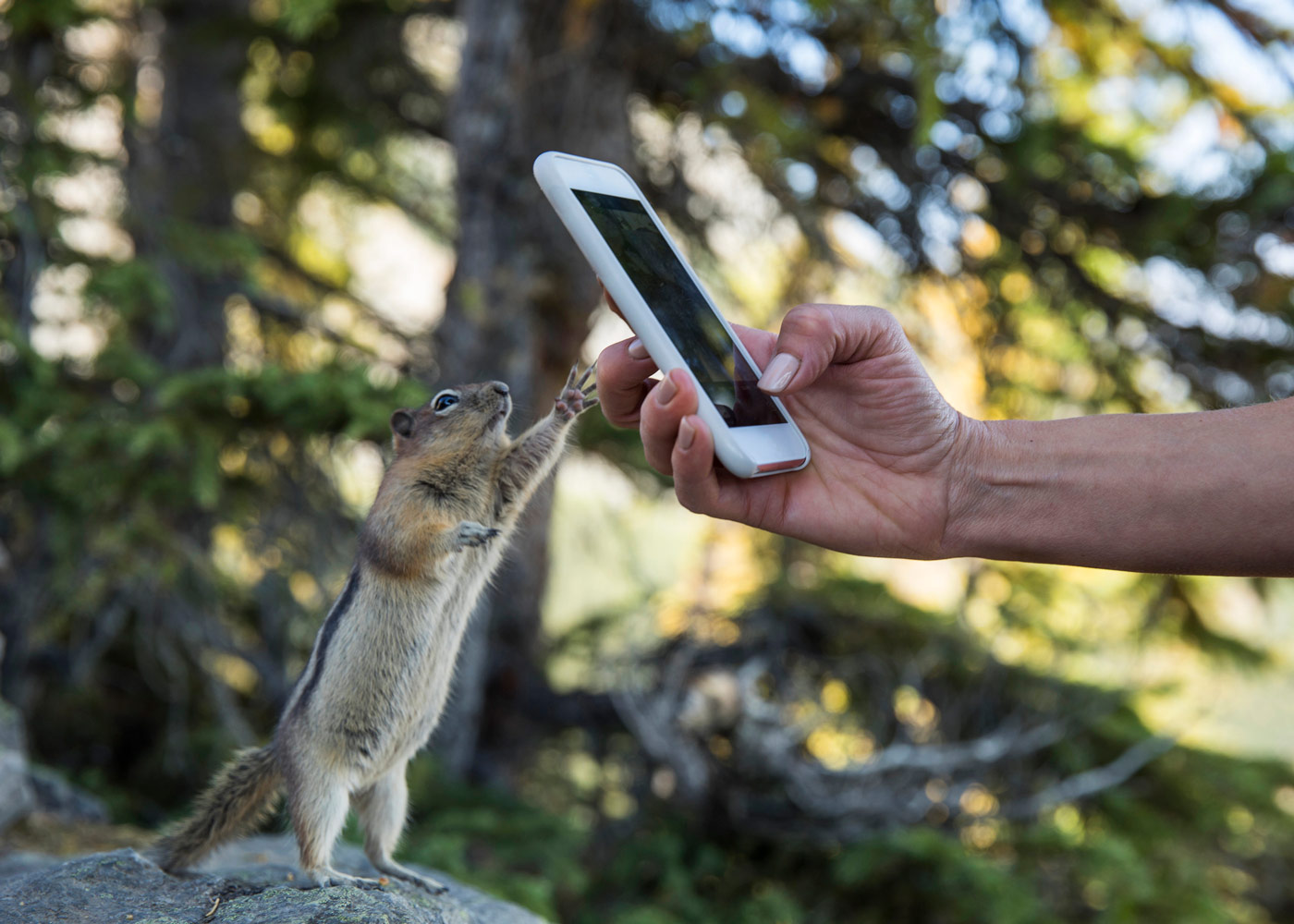 Taking a photo of a squirrel