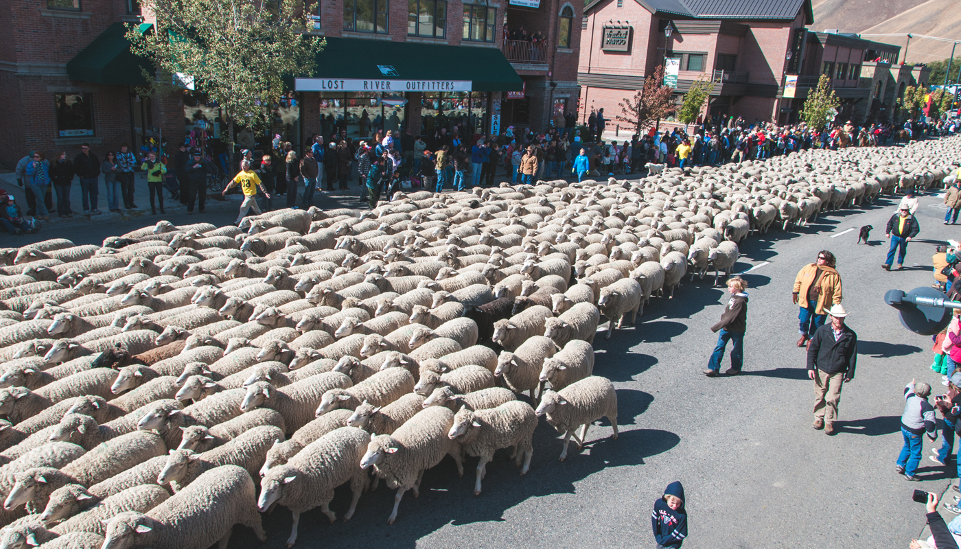 Trailing of the sheep festival