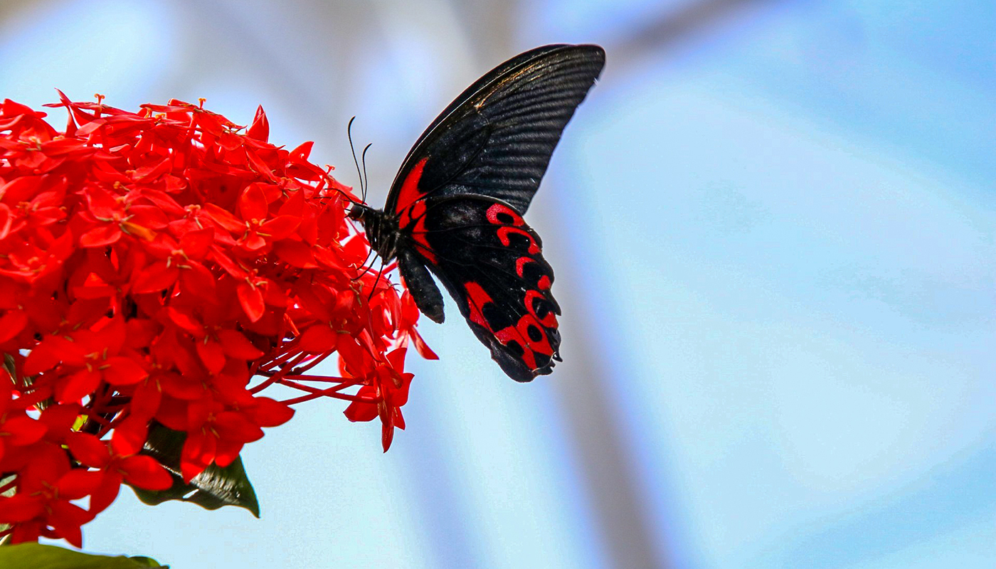 A black and red butterfly lands on a red flower. 