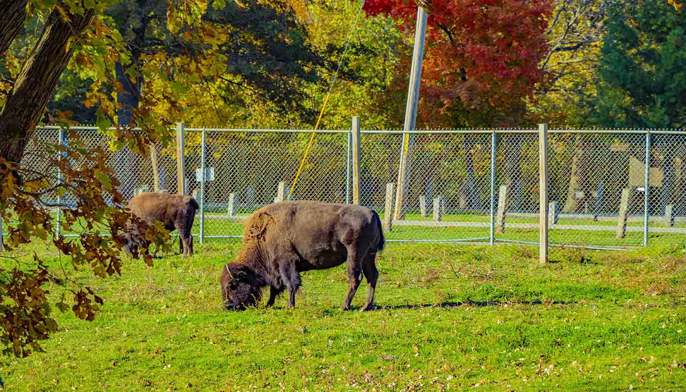 Two bison grazing in the grass.