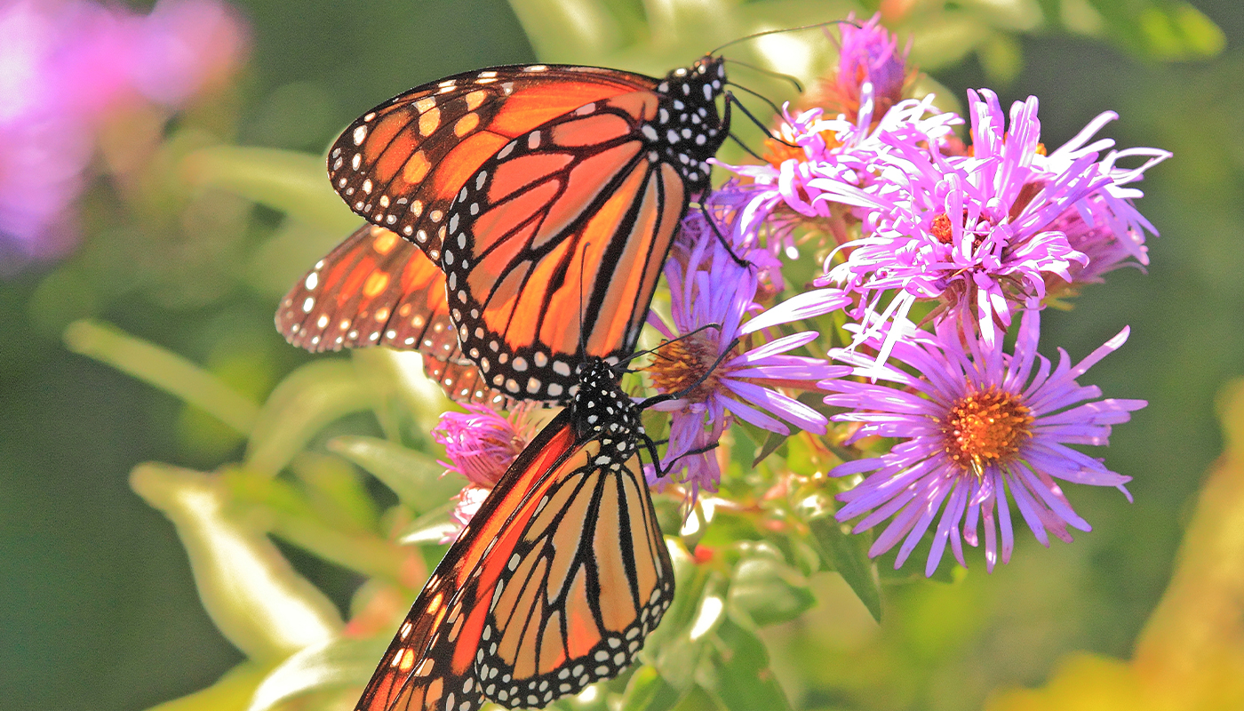 Three Monarch Butterflies perch on a cluster of purple flowers. 