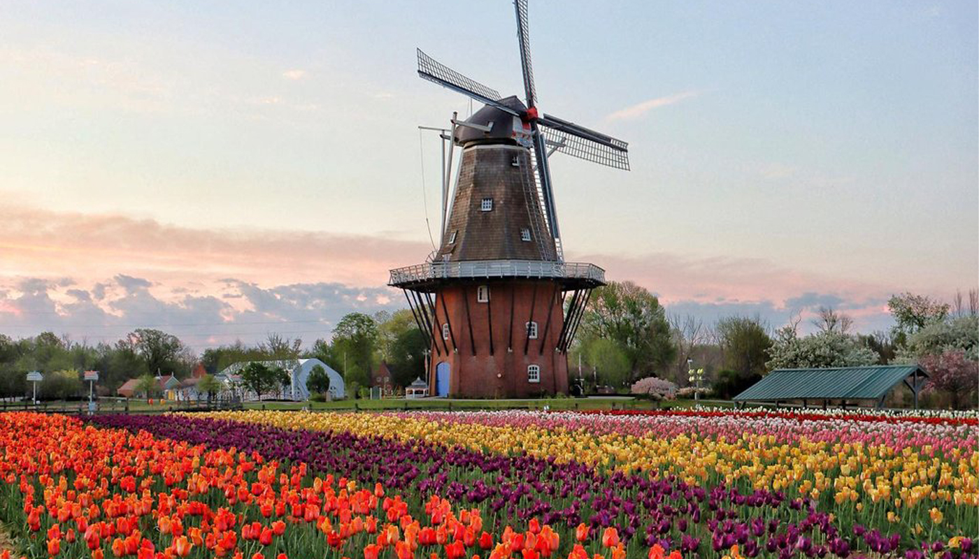 A windmill towers over a tulip field. The tulips are planted in rows of orange, purple, yellow, pink, white and red. 