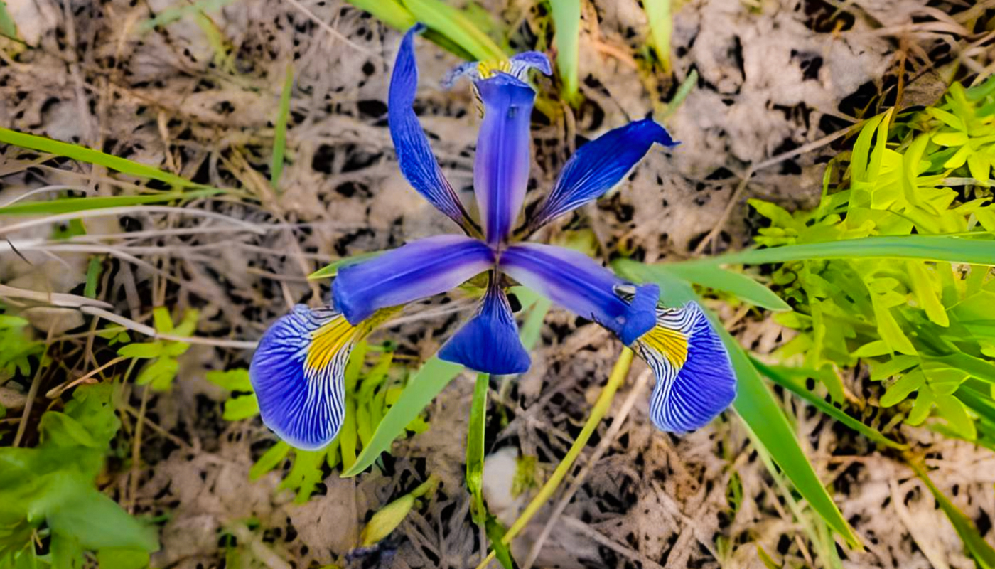 A dwarf lake iris with its blue flower petals on full display.