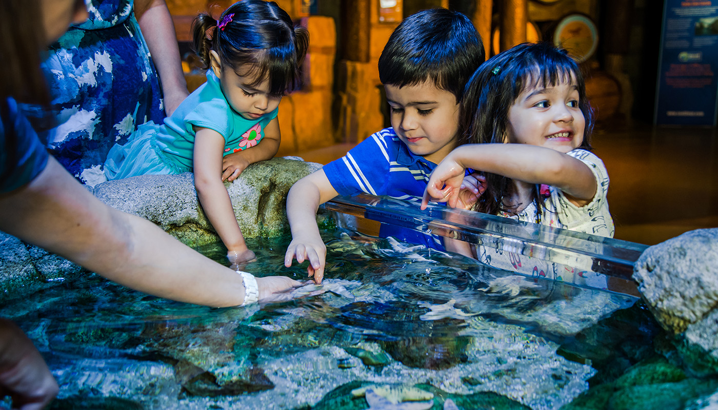 Children playing at interactive touch pool exhibit