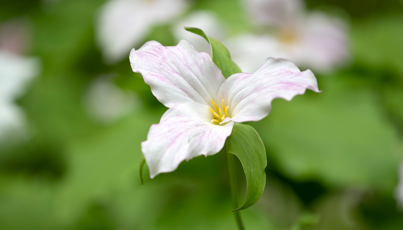 Closeup of a three-petaled white flower with light touches of pink. 