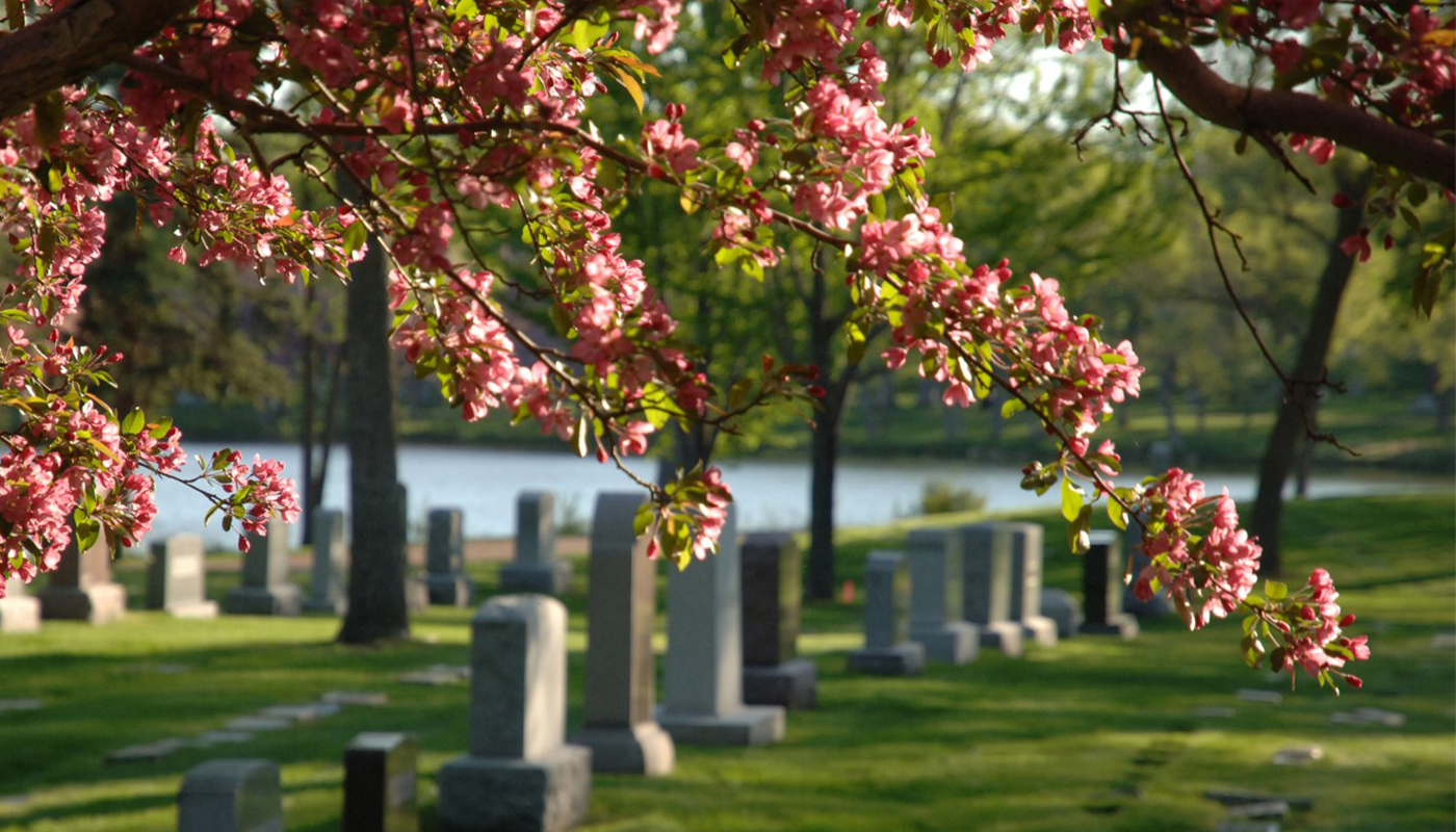 Tree branches filled with pink blossoms and a cemetery in the background. 