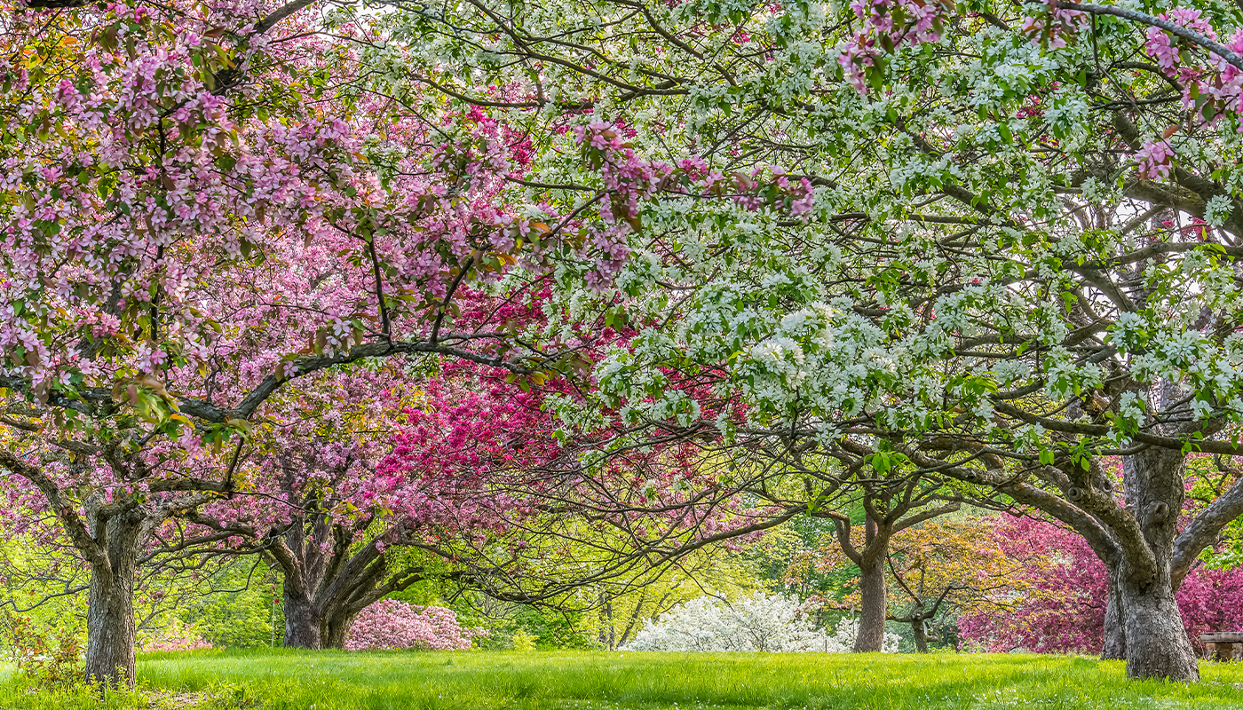 A group of crabapple trees with white, pink and magenta blossoms.