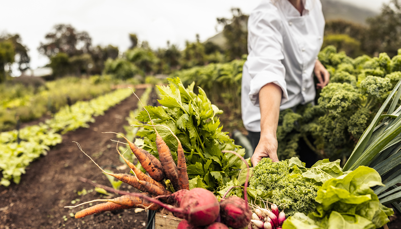 A person harvesting fresh vegetables from a garden. Vegetables include carrots, radishes, broccoli and leafy greens