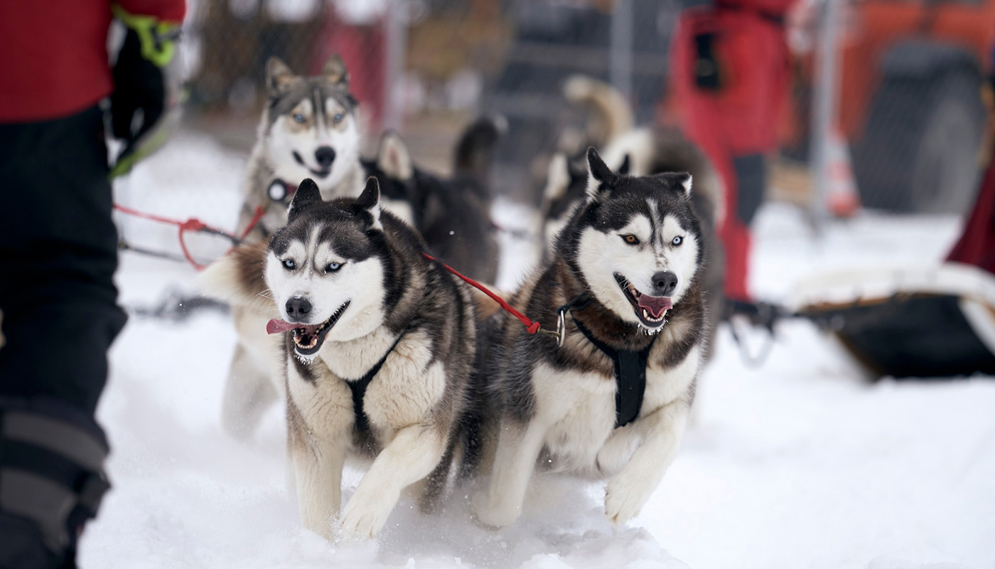 3 Siberian Huskys run in the snow