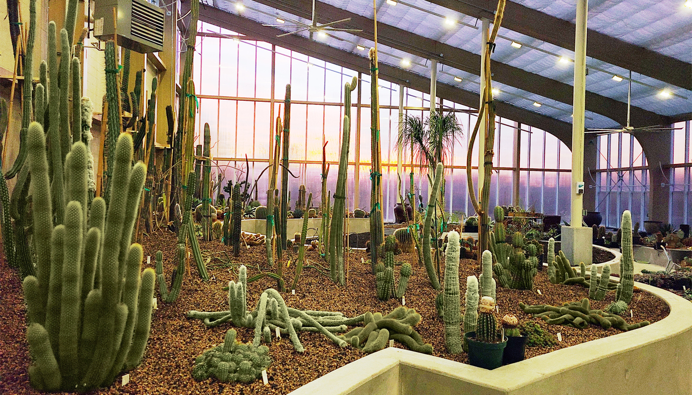 A large range of cacti in different shapes and sizes inside of a conservatory. The sunset shines through the windows. 