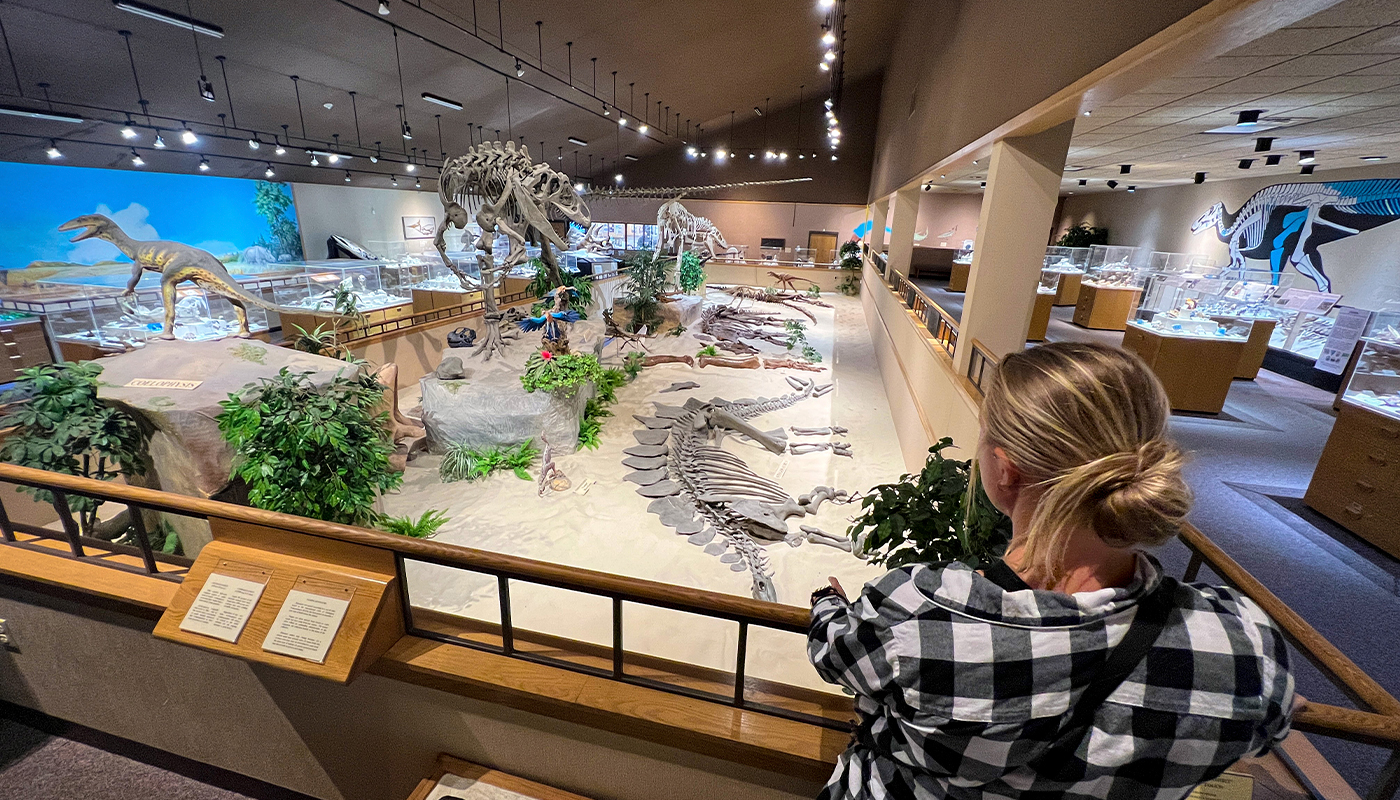 Rear view of a visitor looking at a dinosaur exhibit with several model skeletons.