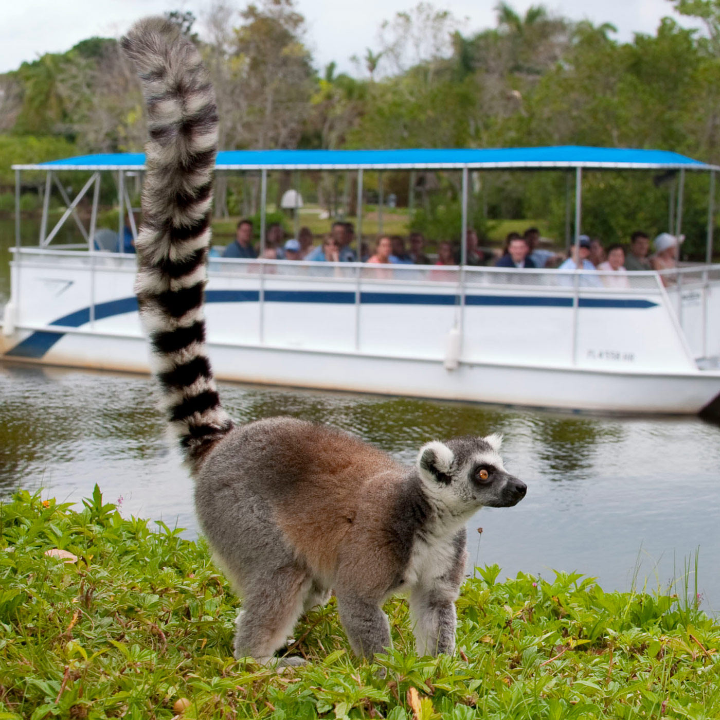 Animal viewing from river boat at Naples Zoo