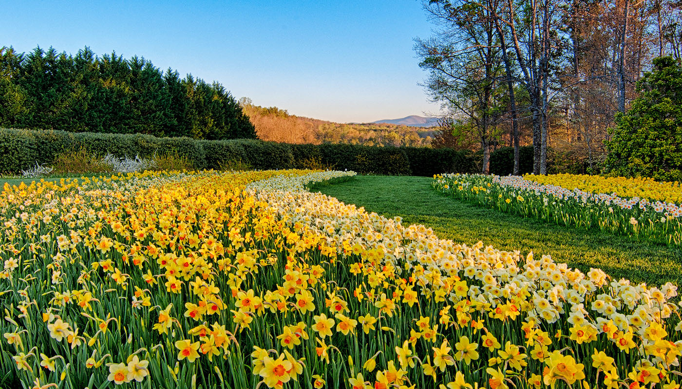 Thousands of orange, white and gold daffodils.