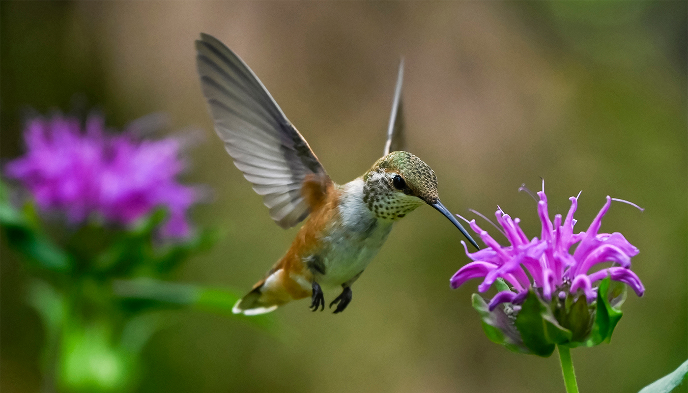A hummingbird dips its beak into a purple flower. 