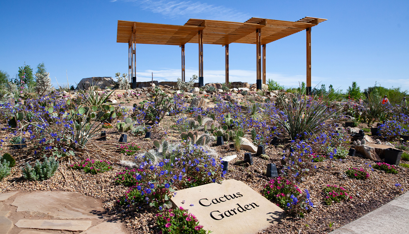 An etched stone reads, “Cactus Garden.” with  collection of cacti planted in the ground with purple blooms behind it. A three tiered pergola stands in the background.