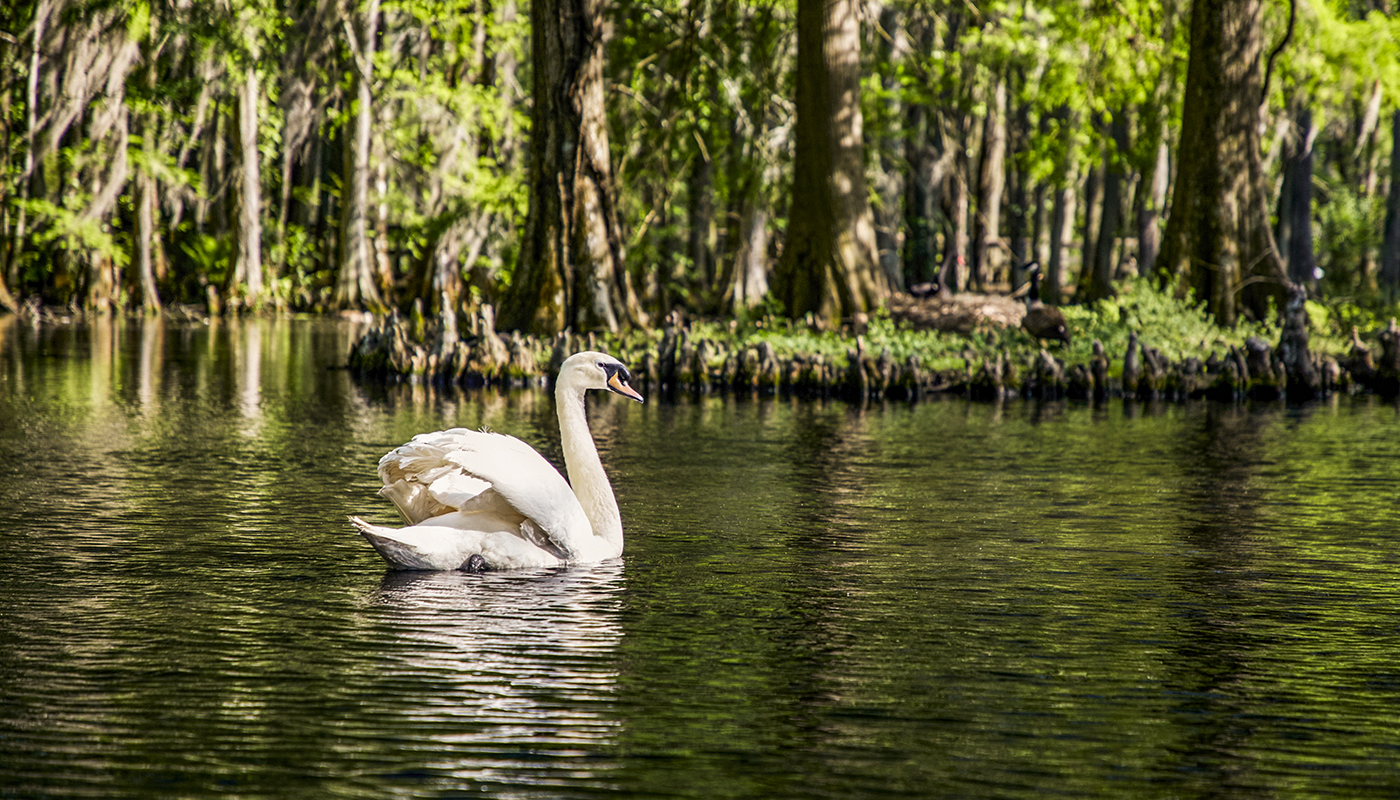 A swan swims along some cypress trees. 