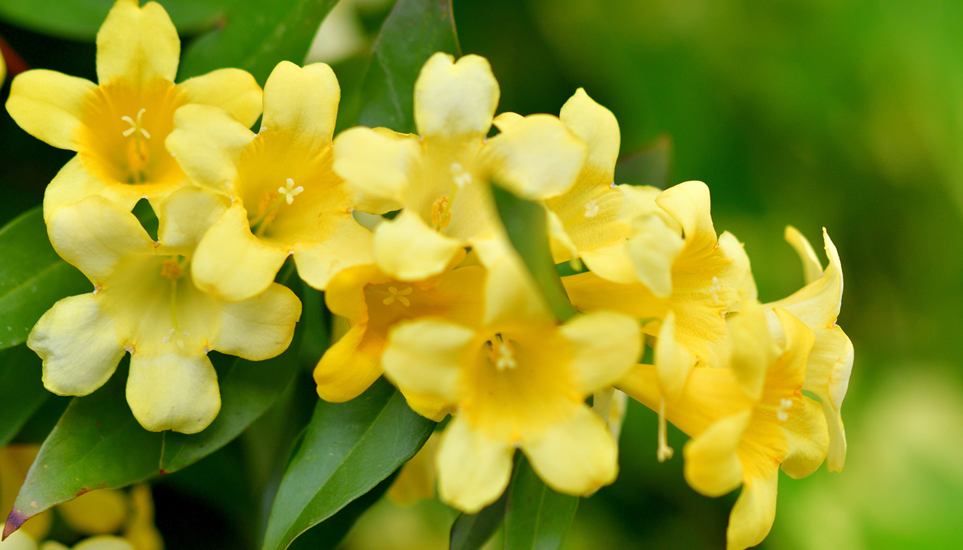 A small cluster of yellow flowers.