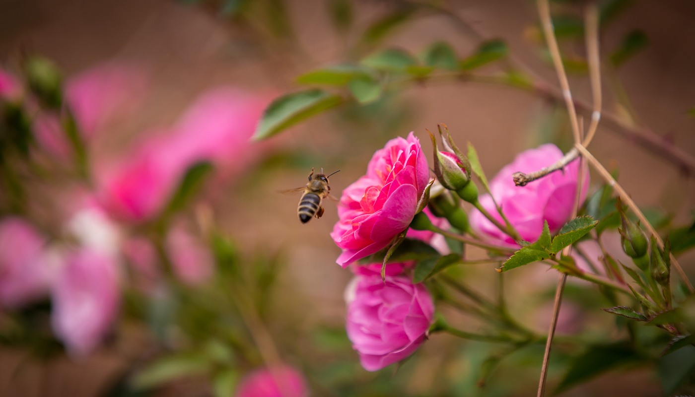 A bee hovers over a cluster of pink flower blooms. 