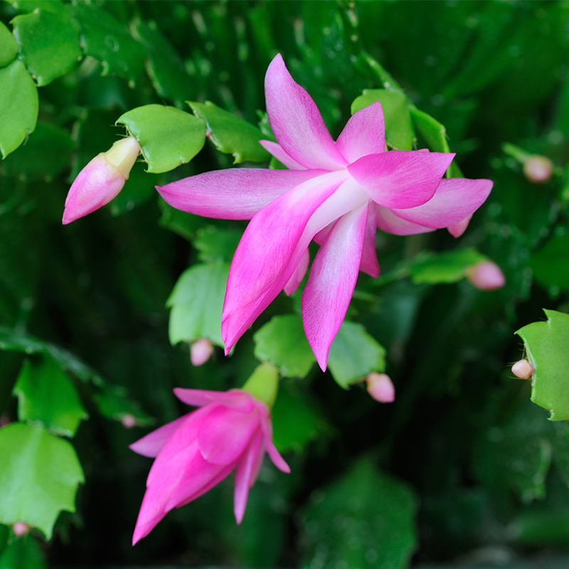 Zygocactus magenta "Christmas Cactus"