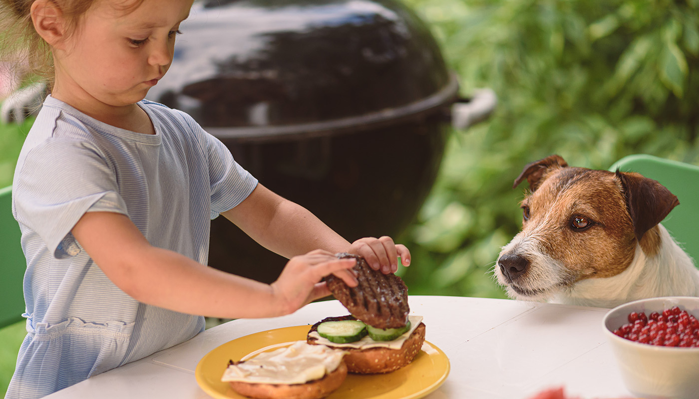 Little girl holds a hamburger patty over her plate while Jack Russell terrier stares longingly at it