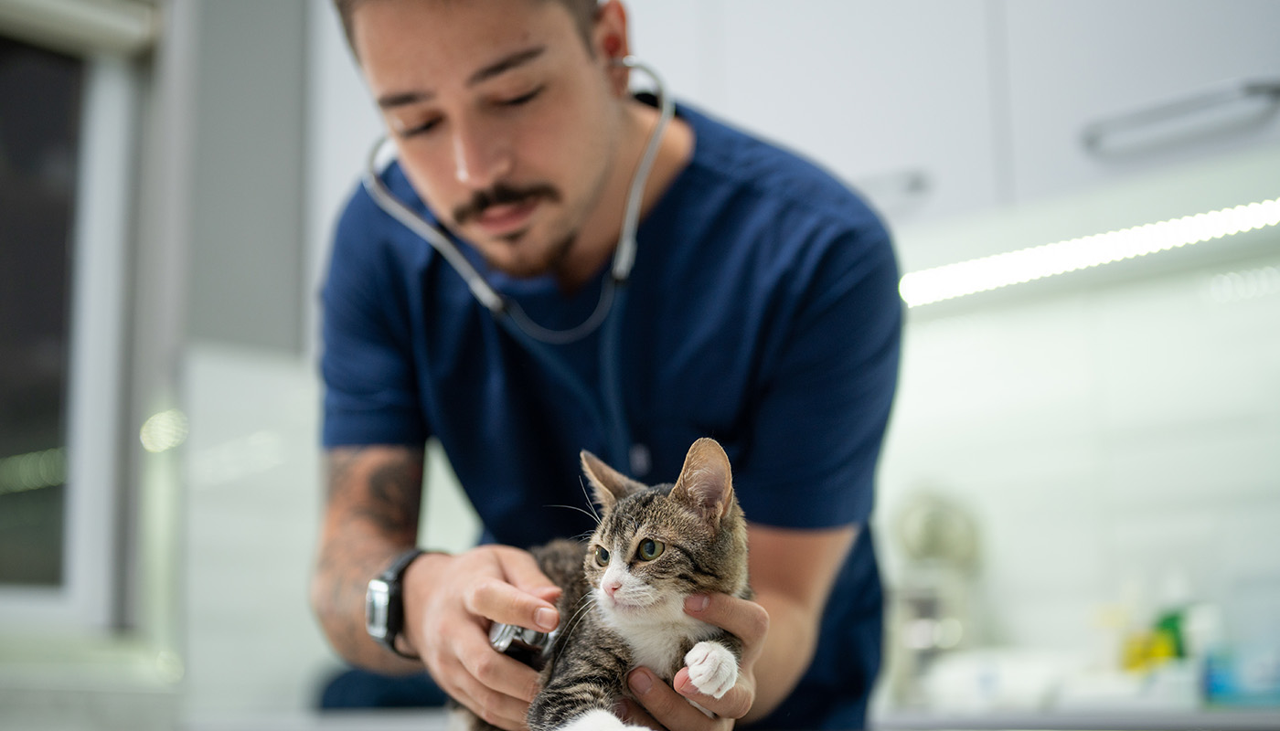 Male veterinarian examines a gray and white kitten with stethoscope in vet clinic