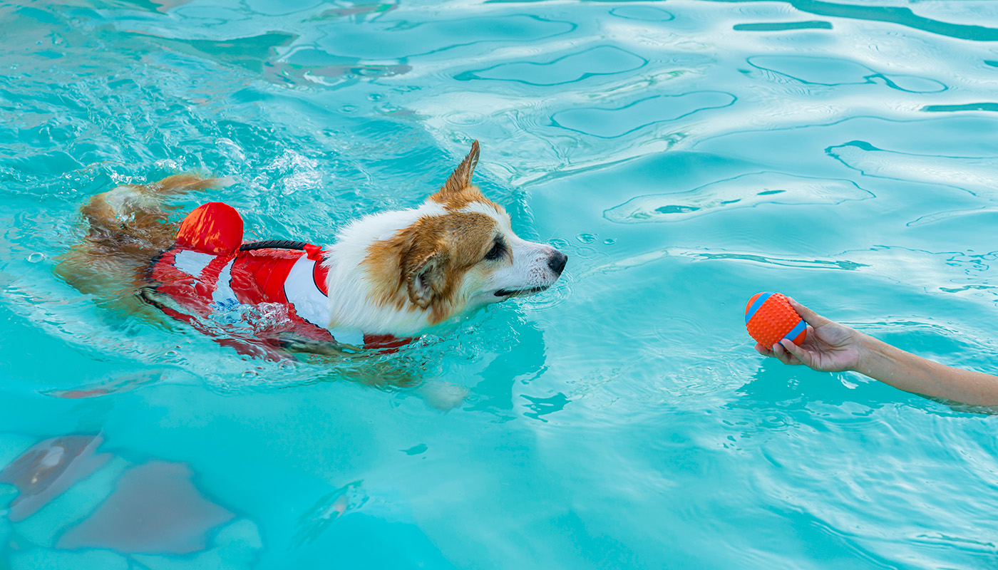 Welsh Corgi in a life jacket made for dogs swims after a ball in the pool 
