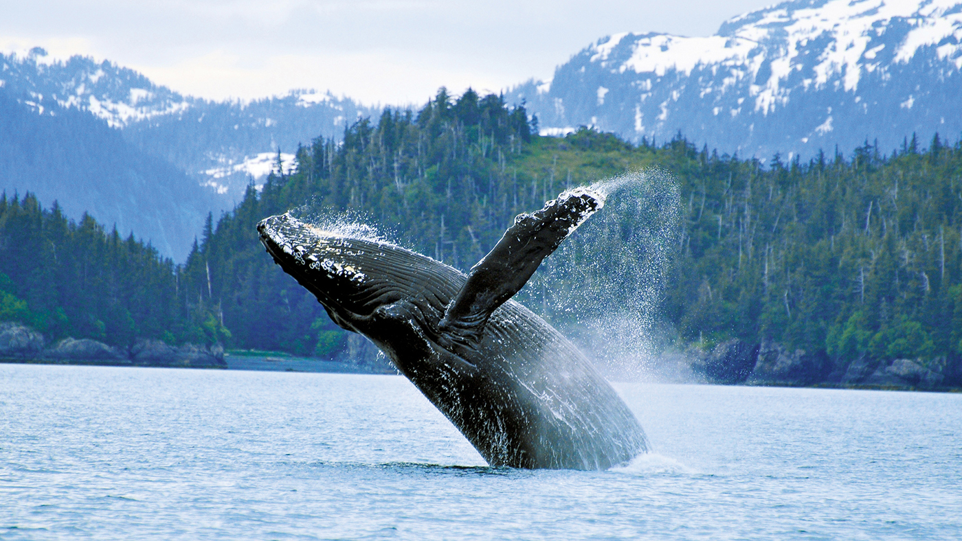 cruisetours-alaska-royal-caribbean-wildlife