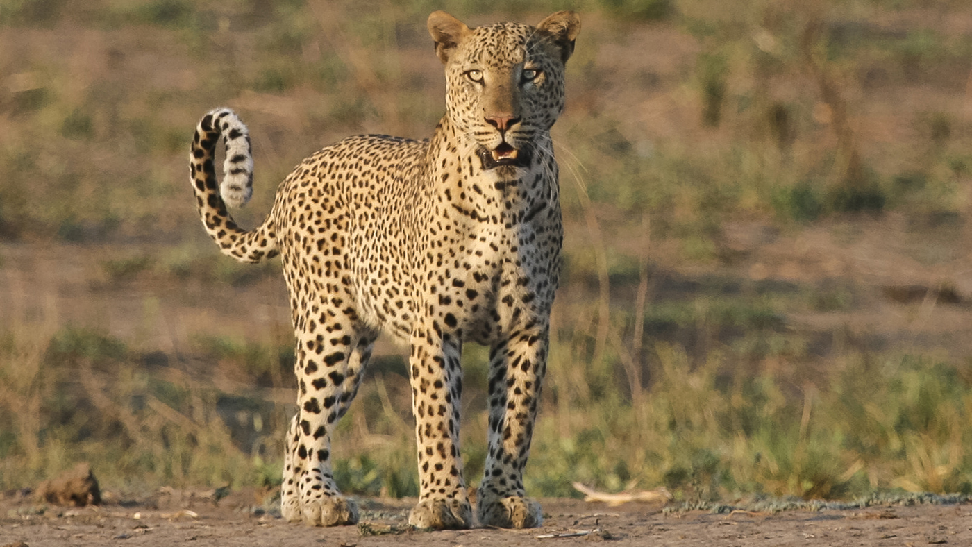 go on safari in Kruger National Park