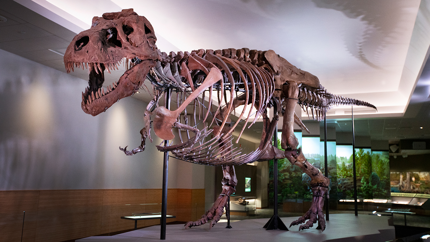 The Field Museum’s SUE is the largest Tyrannosaurus rex specimen ever found