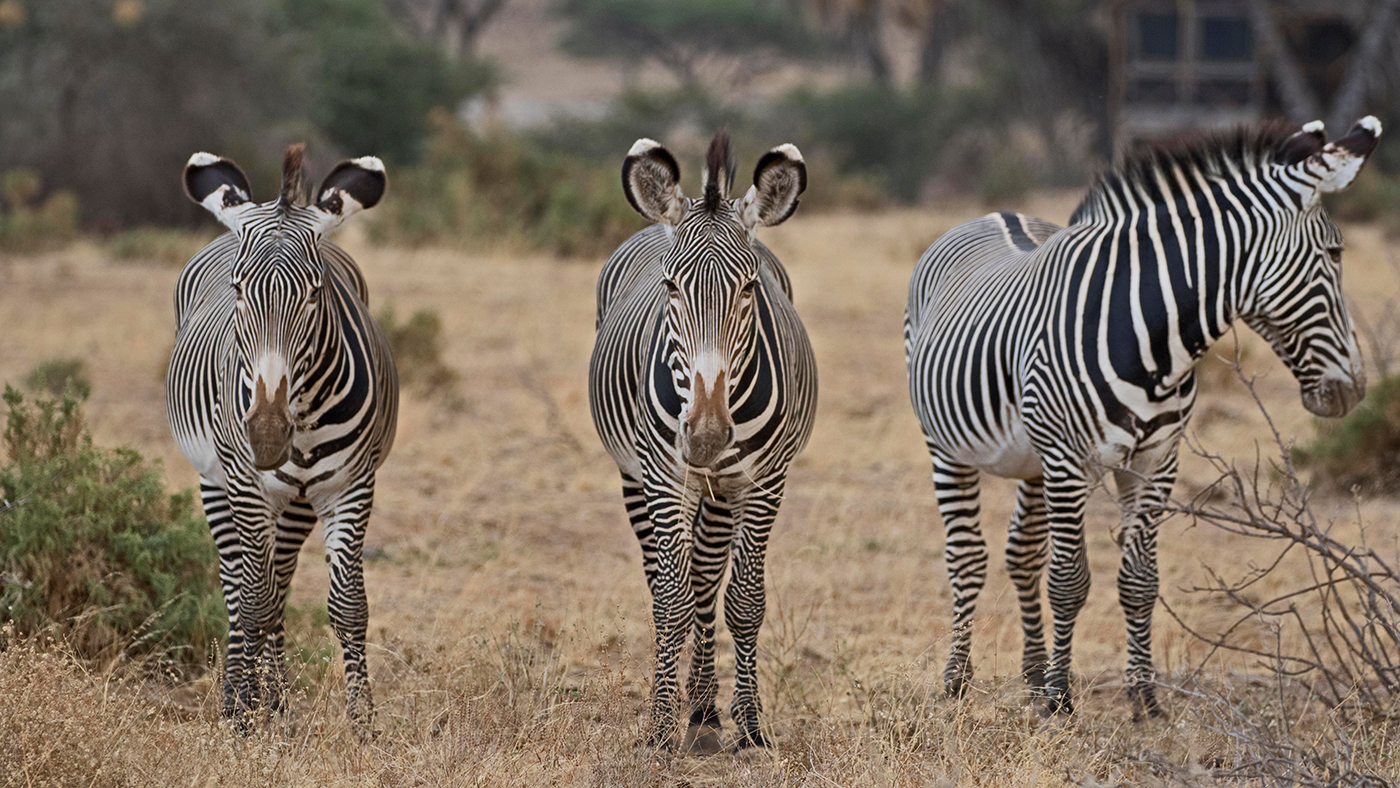 A family of zebras in Africa