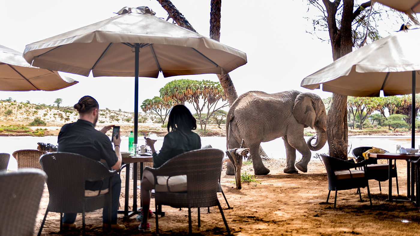 A couple having lunch in an African field with baby elephants nearby