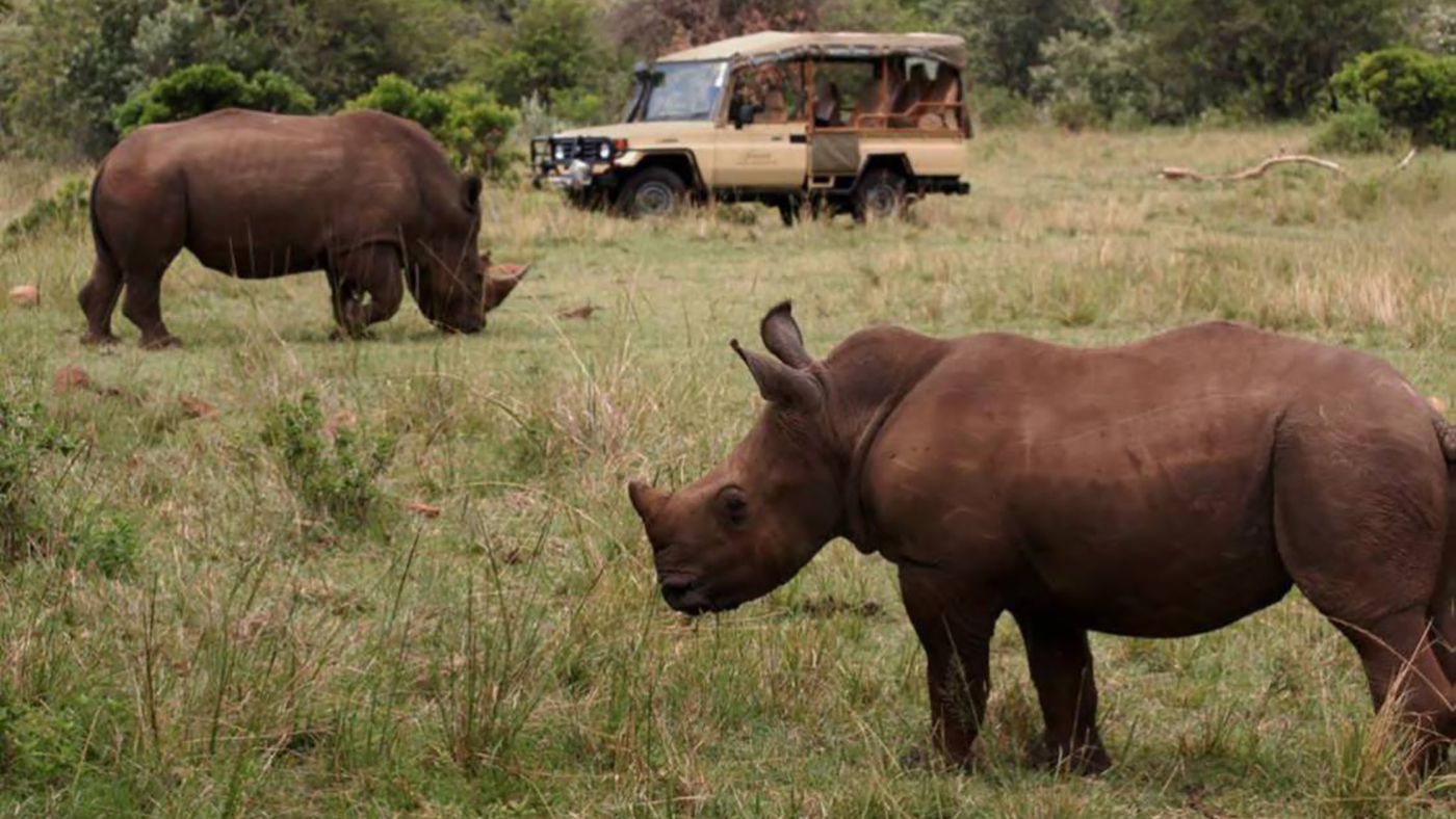 Two rhinos grazing with a safari jeep in the background.