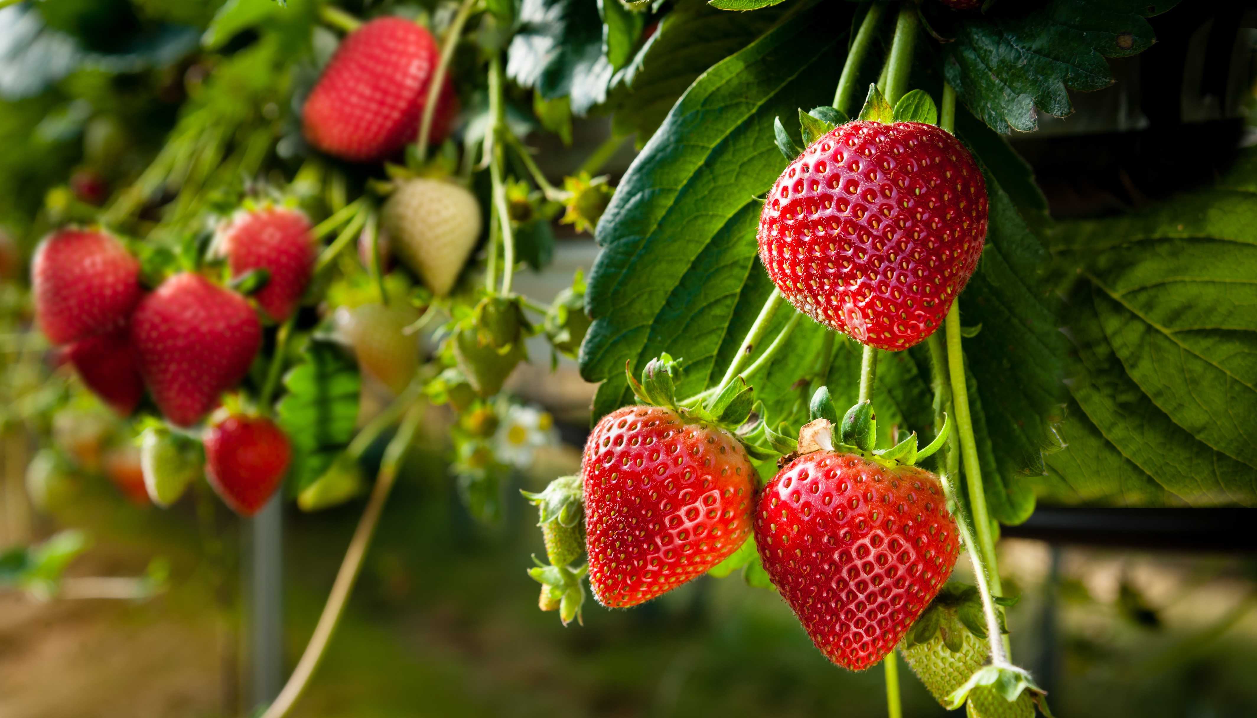 Strawberries growing in a field.