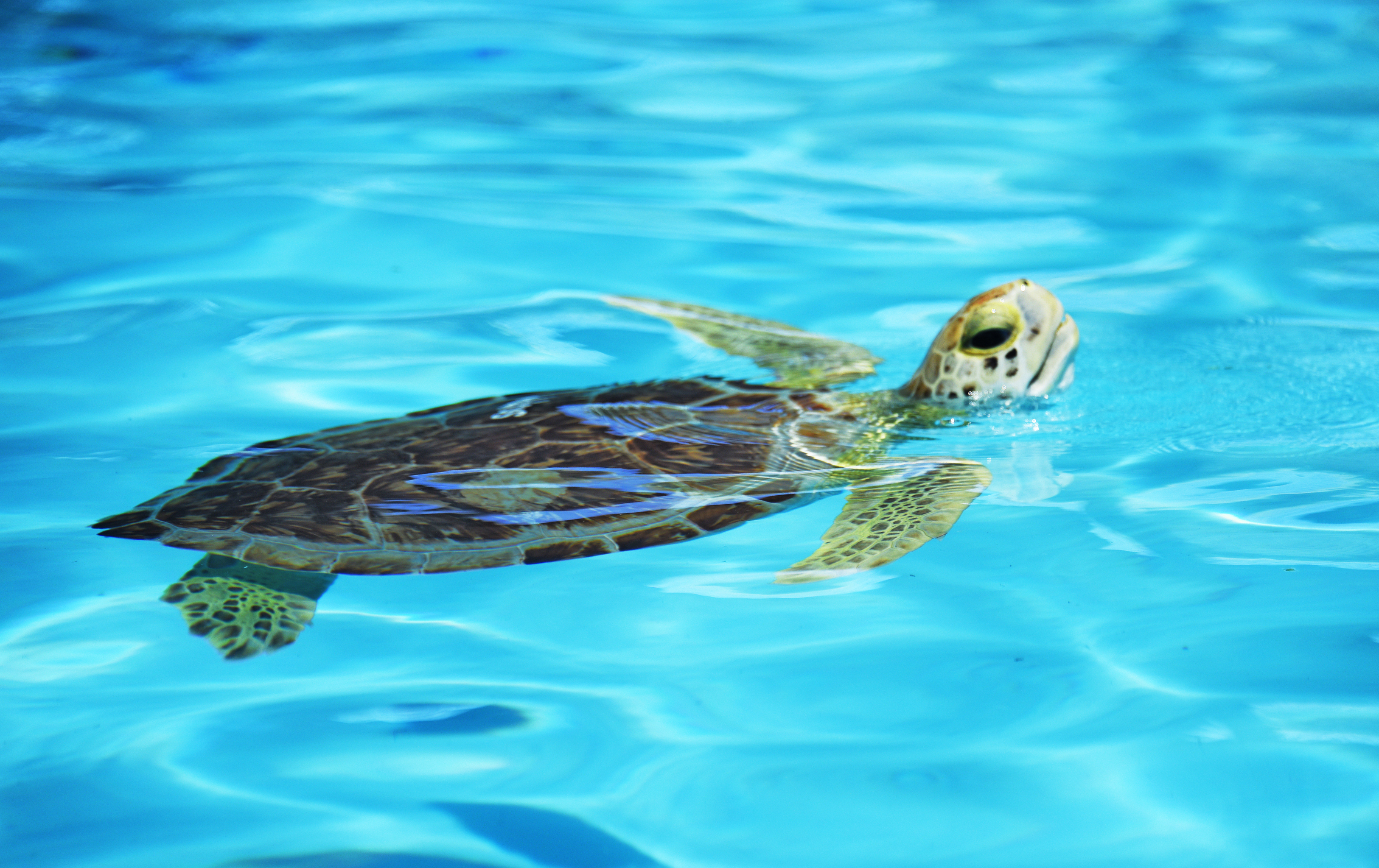 A sea turtle swimming in a clear blue sea.