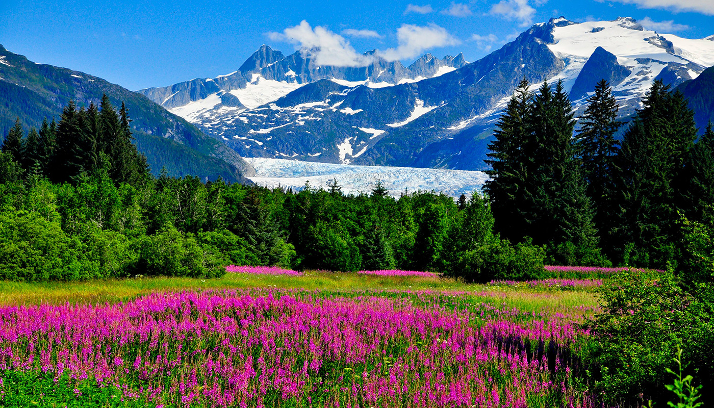 Alaska mountains with pink wildflowers in foreground