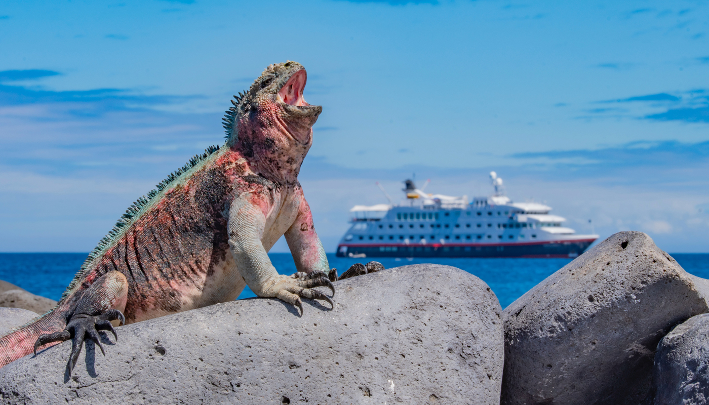 An iguana sits on a rock with a cruise ship in the background on a blue ocean.