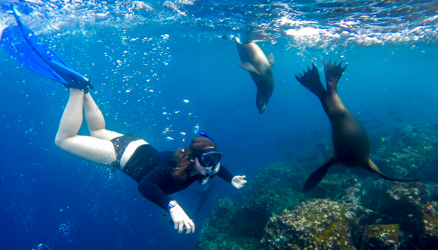 A woman with snorkel gear including flippers and goggles watching sea lions swim and dive under water.