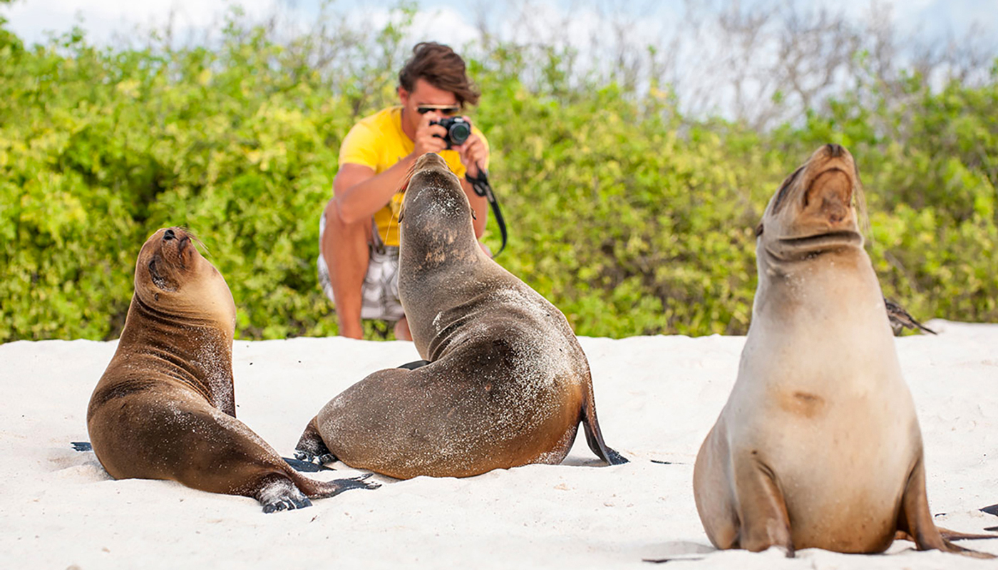 A man wearing a yellow t-shirt crouching on the beach taking pictures of 3 sea lions that are on the beach.