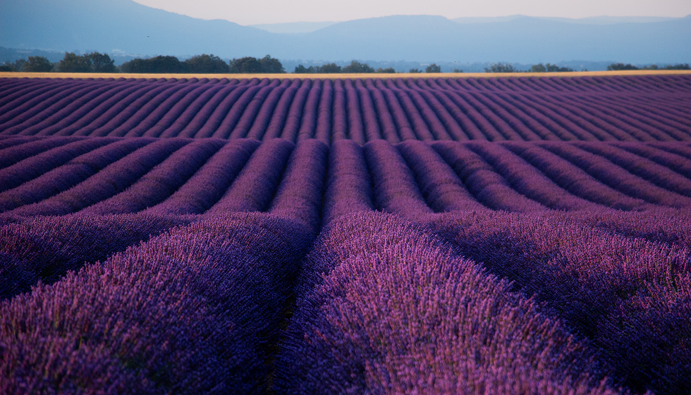 Lavender field in France