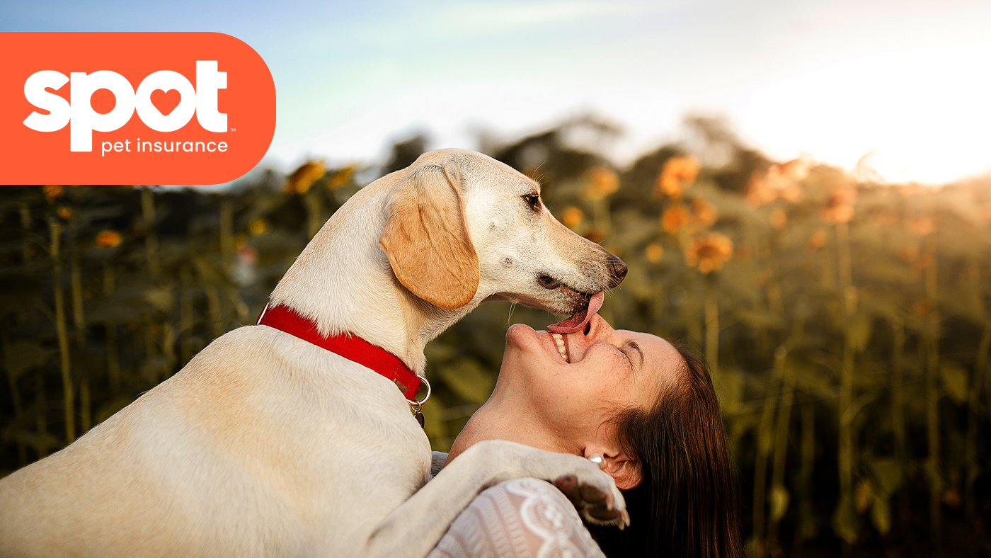 Spot Pet Insurance. Photo of dog wearing a red collar licking a smiling woman's face with a field of sunflowers behind them.