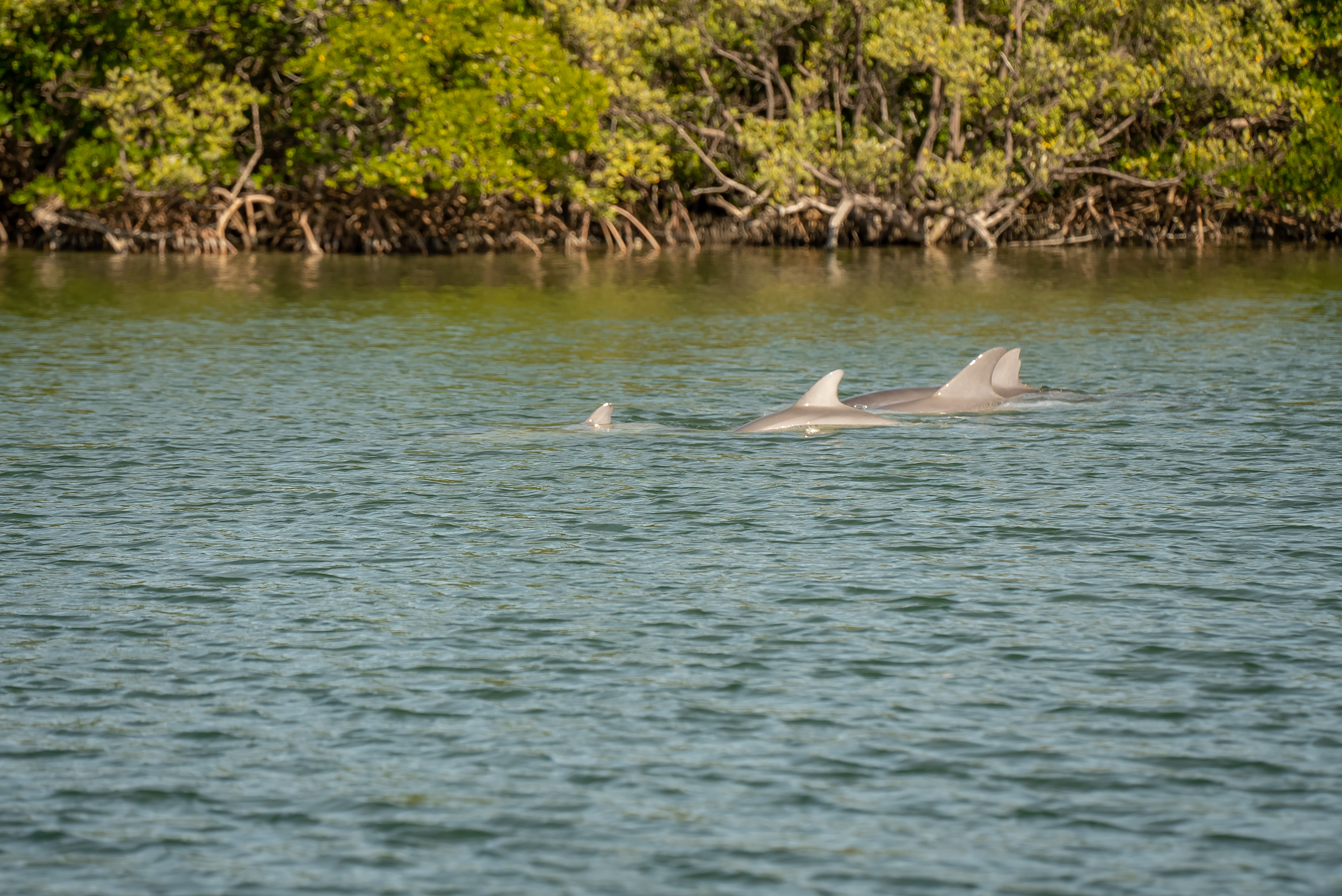 Travel the Indian River Lagoon in the comfort of a Discovery pontoon boat and explore the variety of species that call the lagoon home. Marine Discovery Center's Dolphin Cruise features a tour with a friendly certified Florida naturalists.