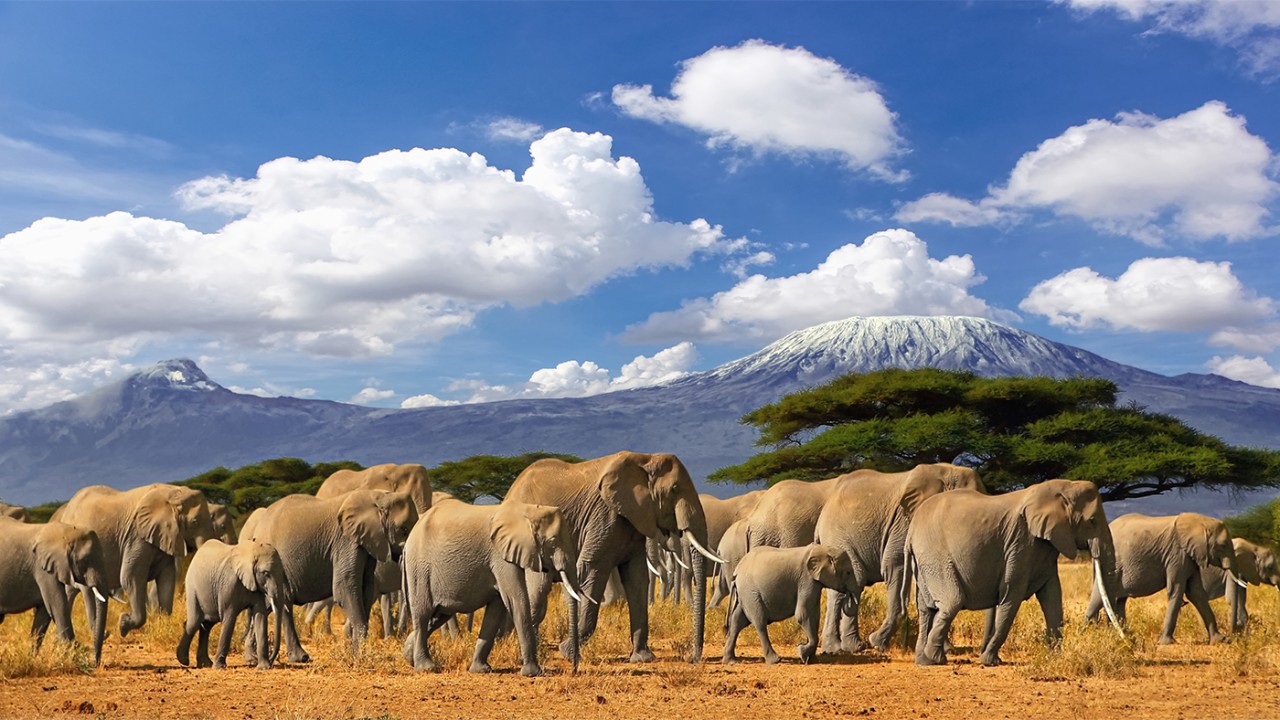 1227486177 Mt Kilimanjaro Tanzania, large herd of african elephants and snow capped mountain, taken on a safari trip in Kenya with cloudy blue sky. Africas highest point with largest mammals savannah landscape.